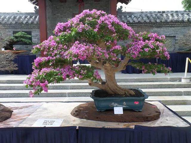 热情自由的马来西亚盆景展