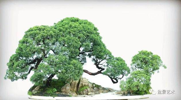 龙柏盆景的扦插繁殖技巧