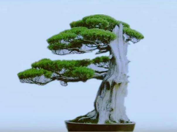 龙柏盆景的养护和管理