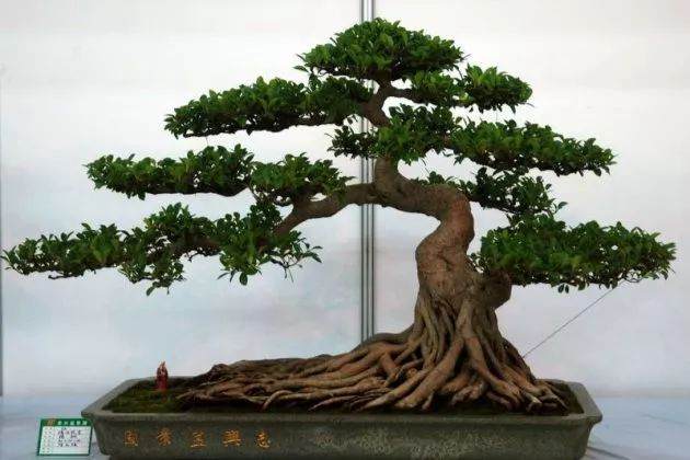 榕树盆景怎么养可以枝繁叶茂?