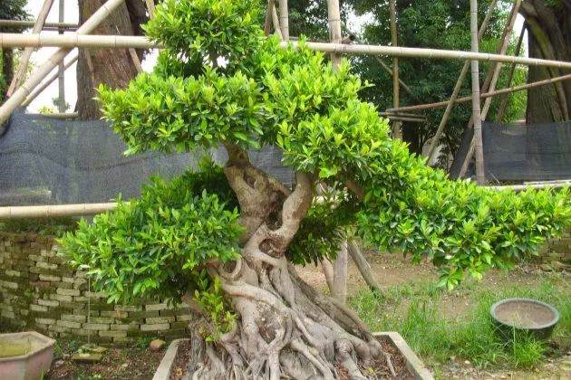 榕树盆景怎么养可以枝繁叶茂?