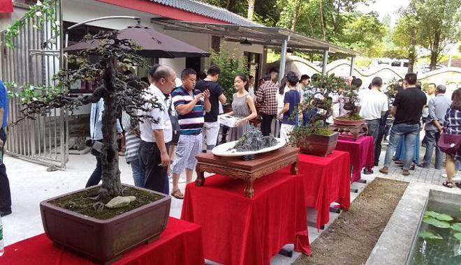 2018年盆景艺术展在西南大学 盆景园盛大启幕
