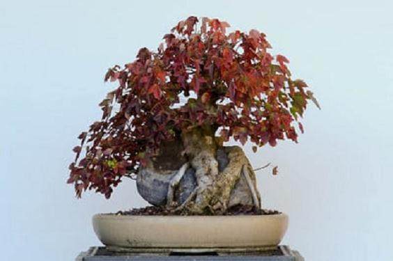 2010年湾岛盆景第11届年度展览