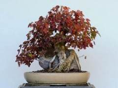 2010年湾岛盆景第十一届年度展览