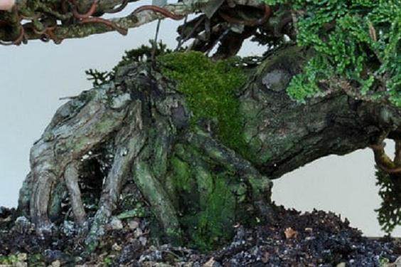 用苔藓覆盖盆景土壤是室内展览的绝佳技术