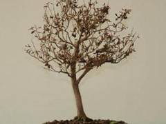 如何修剪盆景上的老叶子 图片