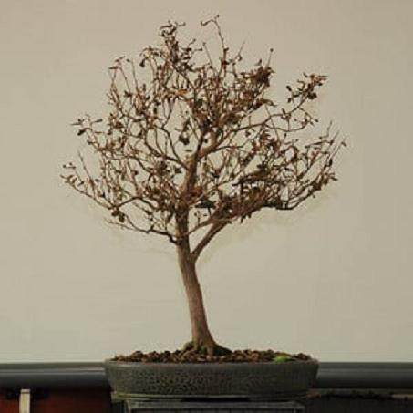 如何修剪盆景上的老叶子?