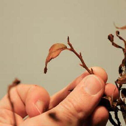 如何修剪盆景上的老叶子 图片