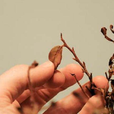 如何修剪盆景上的老叶子 图片