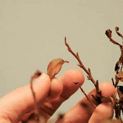 如何修剪盆景上的老叶子 图片