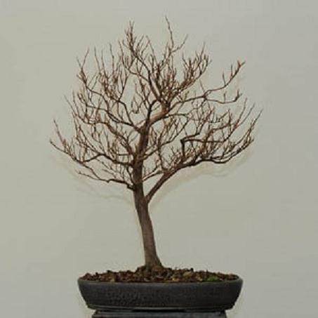 如何修剪盆景上的老叶子 图片