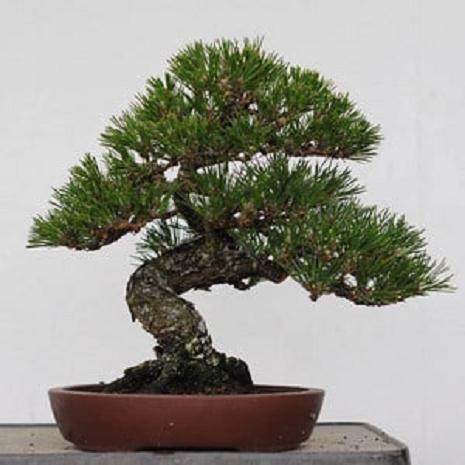 盆景展览时的花盆选择技巧