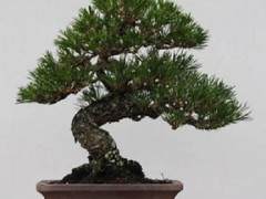 盆景展览时的花盆选择技巧