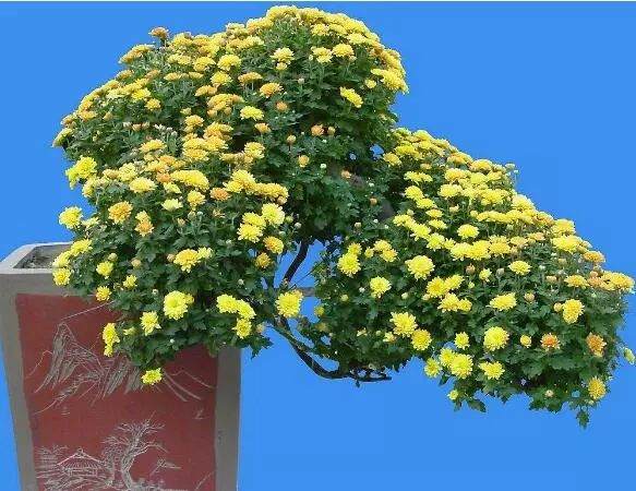 家庭盆景的正确摆放技巧