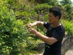 龙泉农民痴迷盆景30余年