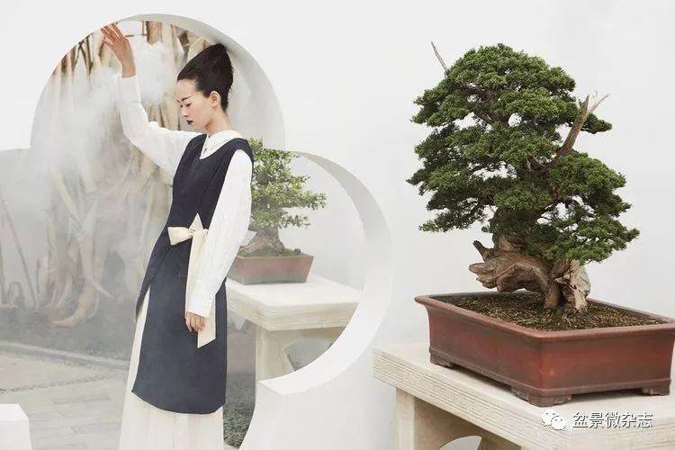 传统盆景与现代妆容的融合