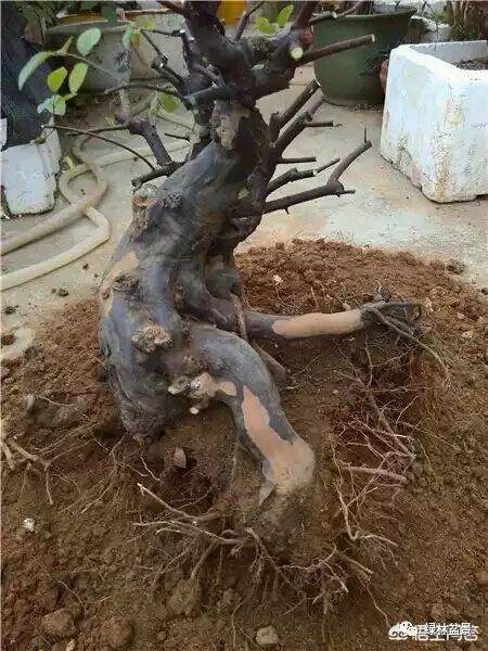 河沙养的盆景下山桩多久可以上盆用土养?