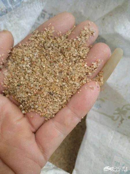 河沙养的盆景下山桩多久可以上盆用土养?