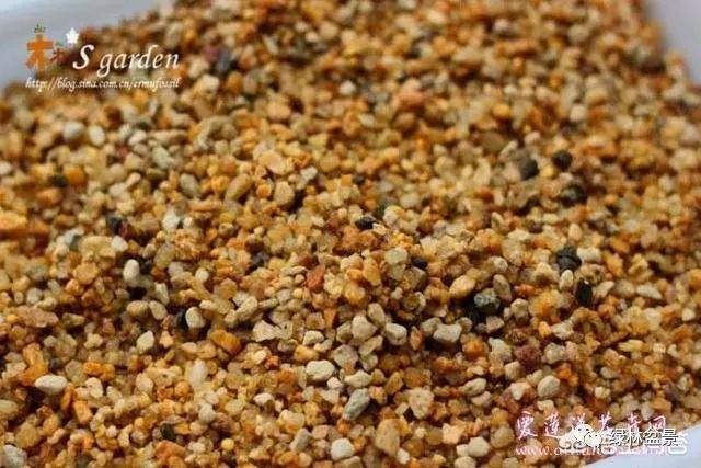 河沙养的盆景下山桩多久可以上盆用土养 图片