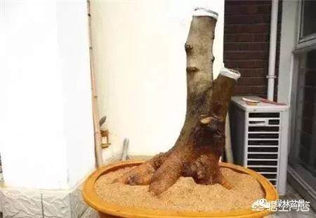 河沙养的盆景下山桩多久可以上盆用土养 图片