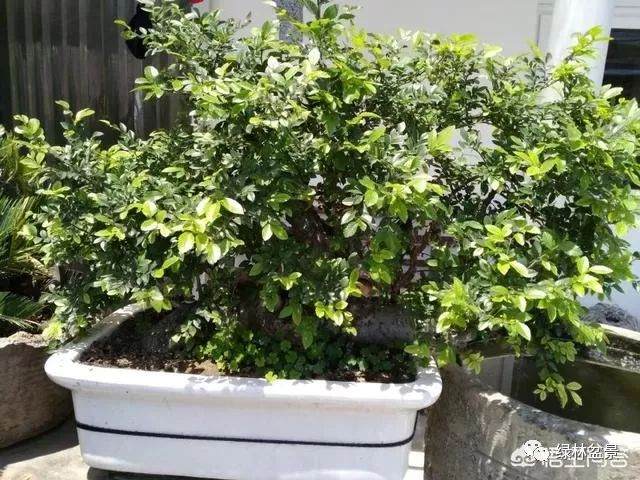 河沙养的盆景下山桩多久可以上盆用土养 图片