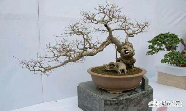 河沙养的盆景下山桩多久可以上盆用土养 图片