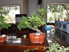 赵迎春果树盆景亮相晋中职业技术学院