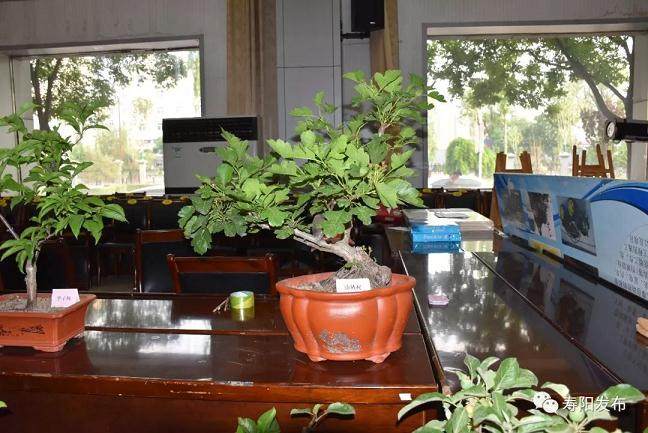 赵迎春果树盆景亮相晋中职业技术学院