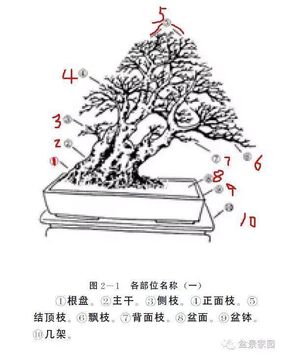 如何制作好盆景的观赏面?