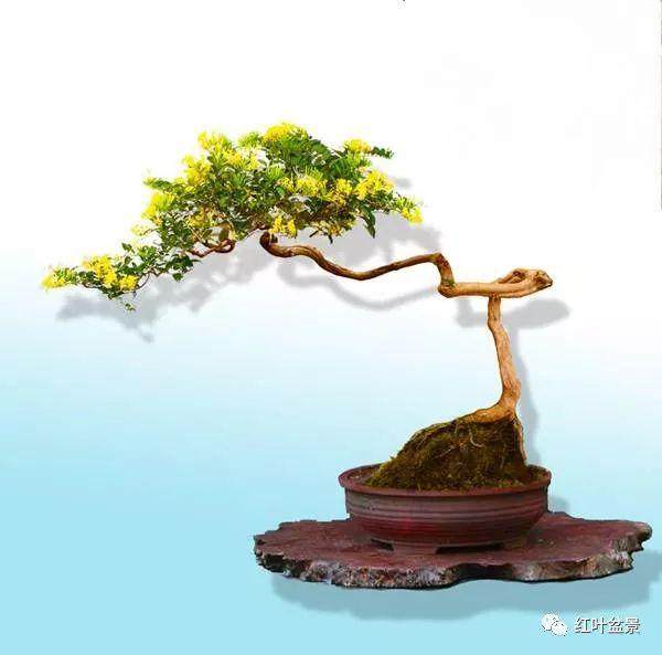 金银花盆景怎么养,怎么修剪?