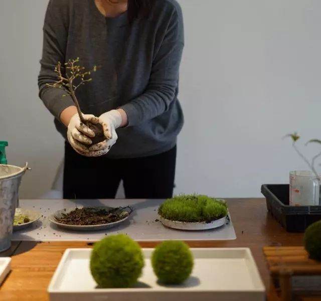 图解 青苔盆景怎么制作的8个过程