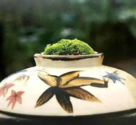 图解 青苔盆景怎么制作的8个过程