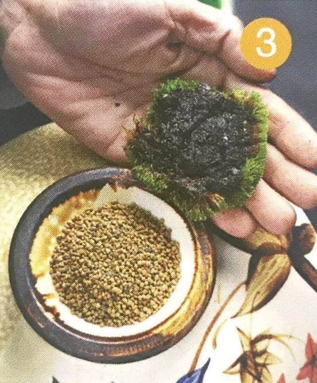 图解 青苔盆景怎么制作的8个过程