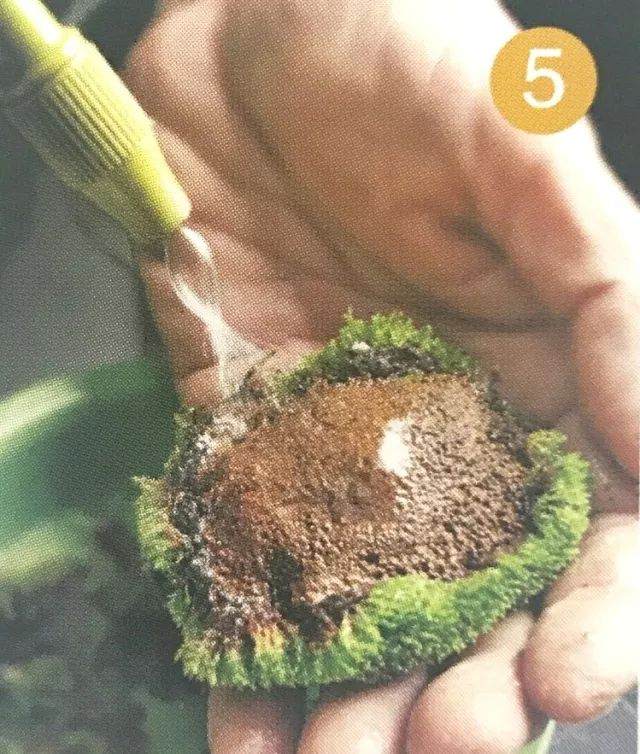 图解 青苔盆景怎么制作的8个过程