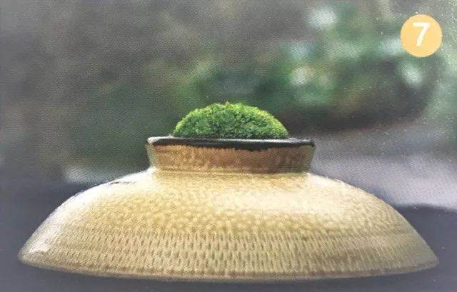 图解 青苔盆景怎么制作的8个过程