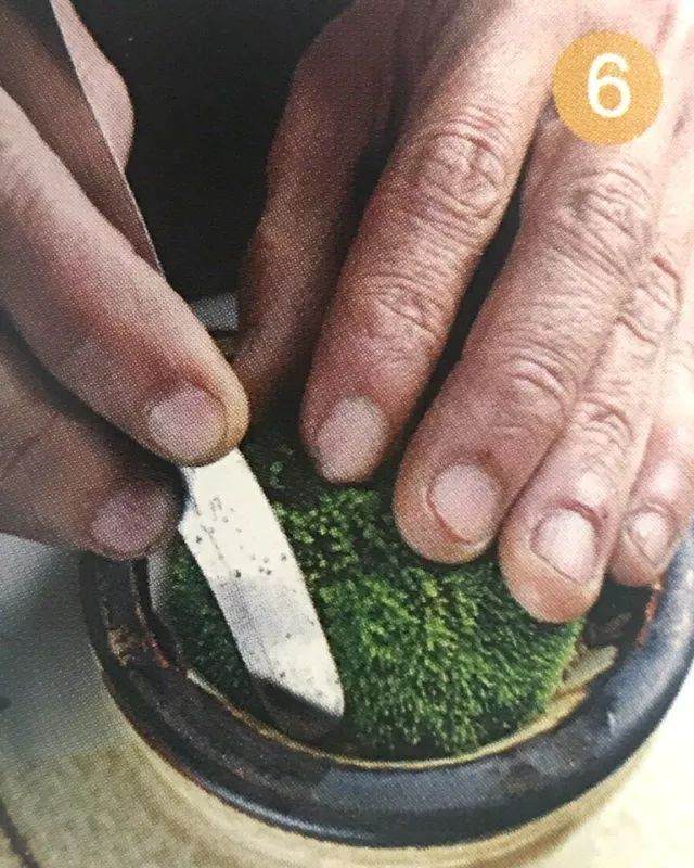 图解 青苔盆景怎么制作的8个过程