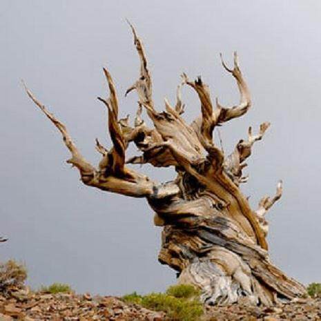 一月是我制作盆景一年中最受欢迎的时候