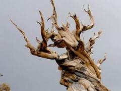 一月是我制作盆景一年中最受欢迎的时候