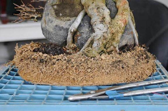 如何给三叉戟枫树盆景进行翻盆