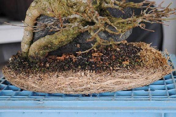 如何给三叉戟枫树盆景进行翻盆