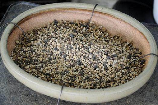 三叉戟枫树翻盆:如何将树固定在盆子中?