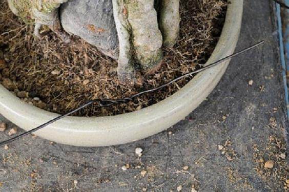 枫树盆景翻盆 如何将树固定在盆子中