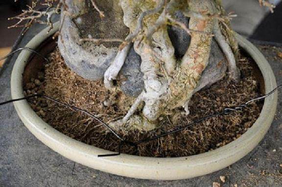 枫树盆景翻盆 如何将树固定在盆子中