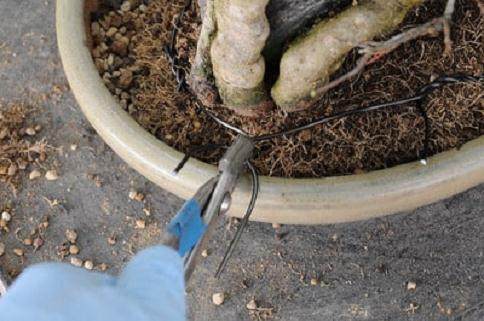 枫树盆景翻盆 如何将树固定在盆子中