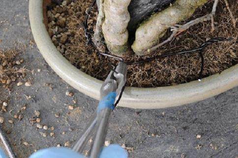 枫树盆景翻盆 如何将树固定在盆子中