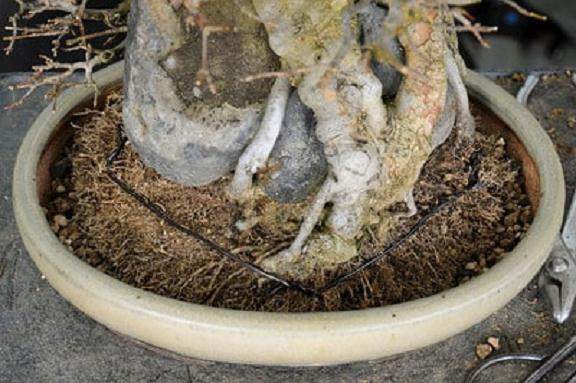 枫树盆景翻盆 如何将树固定在盆子中