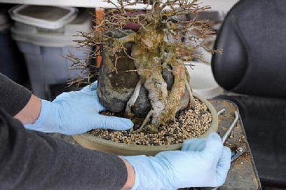 图解 三叉戟枫树盆景的翻盆 收尾技巧