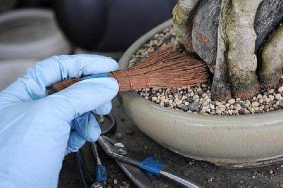 图解 三叉戟枫树盆景的翻盆 收尾技巧