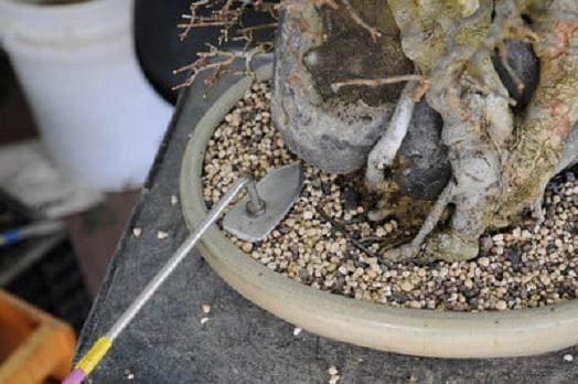 图解 三叉戟枫树盆景的翻盆 收尾技巧