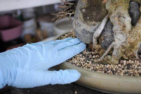 图解 三叉戟枫树盆景的翻盆 收尾技巧